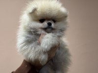 Petmode köpek çiftliğinden teddy pomeranin boo