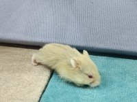 GONZALEZ HAMSTER YAVRULARI