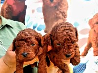 Toy poodle yavrularımız inanılmazlar
