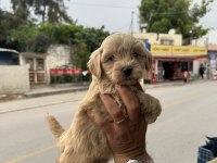 Kg garantili dişi üst kalite maltipoo yavrumuz