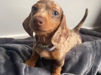 Kısa Tüylü Mini Dachshund Sosis Yavrular
