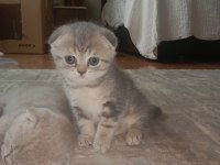 Scottish fold yavrularına yuva arıyorum