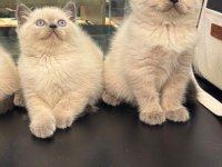 2 Aylık Anne Baba Şecereli British Blue Point Kardeşler