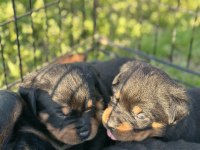 Türkiyenin Göz Bebeği Diana Rottweiler Bebekleri