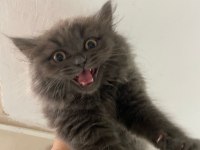 Eğitimli erkek british longhair yavrumuz