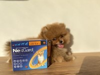 Erkek Pomeranian Boo Micro Boy