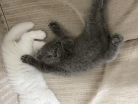 Kahramanmaraş içi elden teslim scottish fold kediler