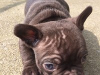 Cift kopya choco kaliteli erken soyu guzel frenchbulldog