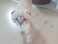 Scottish fold sıfır kulak arayan pişman olmaz uygun