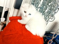 Scottish fold mavi gözlü ve odd eyes yavrular