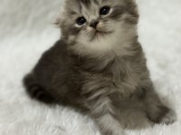 Rezerveye açık scottish fold