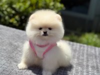 Pomeranian Boo 
