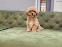 BEBEK YÜZLÜ ORJİNAL MALTIPOO YAVRUMUZ