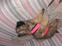3 aylık pekinez köpeği