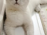 Mavi gözlü british shorthair blue point