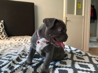 AŞILI FRENCH BULLDOG YAVRU