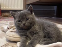 Kalite British Shorthair Yavrular