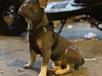 Blue Tan (İsabella Carrier) French Bulldog