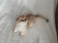 Saf kan british shorthair golden kızımız teslime hazır
