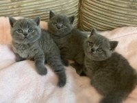 Irk Ve Sağlık Garantili British Shorthair