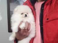 Orijinal Pomeranian Boo
