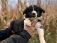 Her eve uygun border collie bebekler