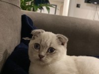 Scottish fold ismi sadık yatmayı ve sevilmeyi çok sever