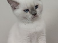 British blue point