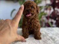 RED BROWN TOY POODLE BEBEKLER