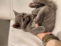 British longhair yavru