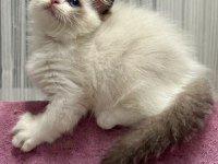 SAFKAN RAGDOLL BEBEKLER