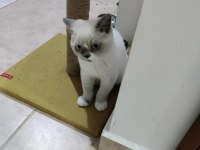 British Shorthair Erkek Yavrumuz