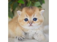 British Shorthair Golden Yavruları