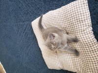 Safkan british ve scottish fold