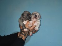%100 IRK GARANTİLİ FRANSIZ BULLDOG YAVRULARI