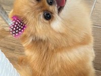 Pomeranian boo