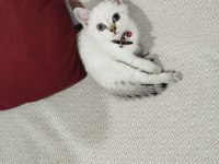 British blue point yavru kedimiz