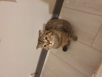 1 yaşında scottish fold sevecen oğlum