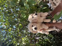 Dünyalar güzeli golden köpekler ruhsatlı bayiden