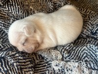 Anatomi Harikası Egzotik French Bulldog