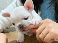 Nadir bulunan lilac tan platinum erkek french bulldog