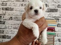 yavru kore maltese