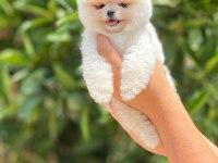 Pomeranian pati ver sizler icin burada