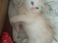 Scottish Fold Yavru