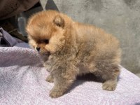 Satılık 2 tane safkan erkek yavru pomeranian