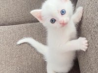 BRİTİSH KIZIMIN BEBEKLERİNE YUVA ARIYORUZ