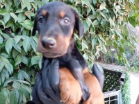 IRK VE SAĞLIK GARANTİ SAF KAN DOBERMAN YAVRULARIMIZ