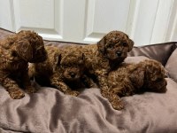 KORE KAN RED BROWN TOY POODLE YAVRULAR