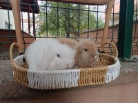 Hollanda Teddy Lop Yavru Tavşanlar