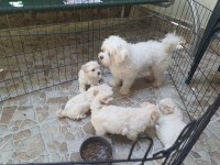 2 aylık safkan Maltese Terrier